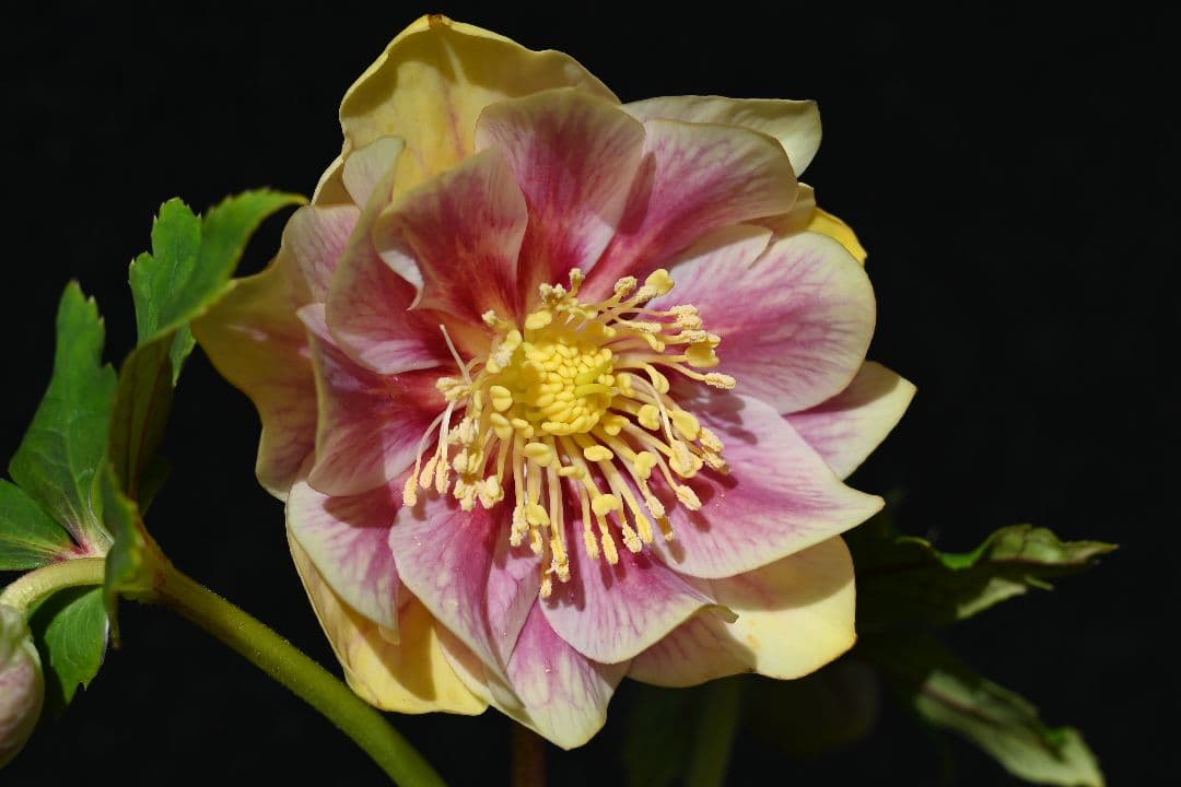 クリスマスローズ　認定プリマヴェーラゴールド　加藤農園