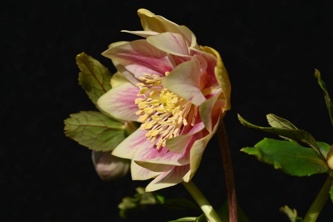 クリスマスローズ　認定プリマヴェーラゴールド　加藤農園