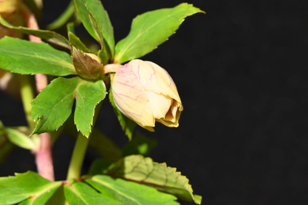 クリスマスローズ　認定プリマヴェーラゴールド　加藤農園