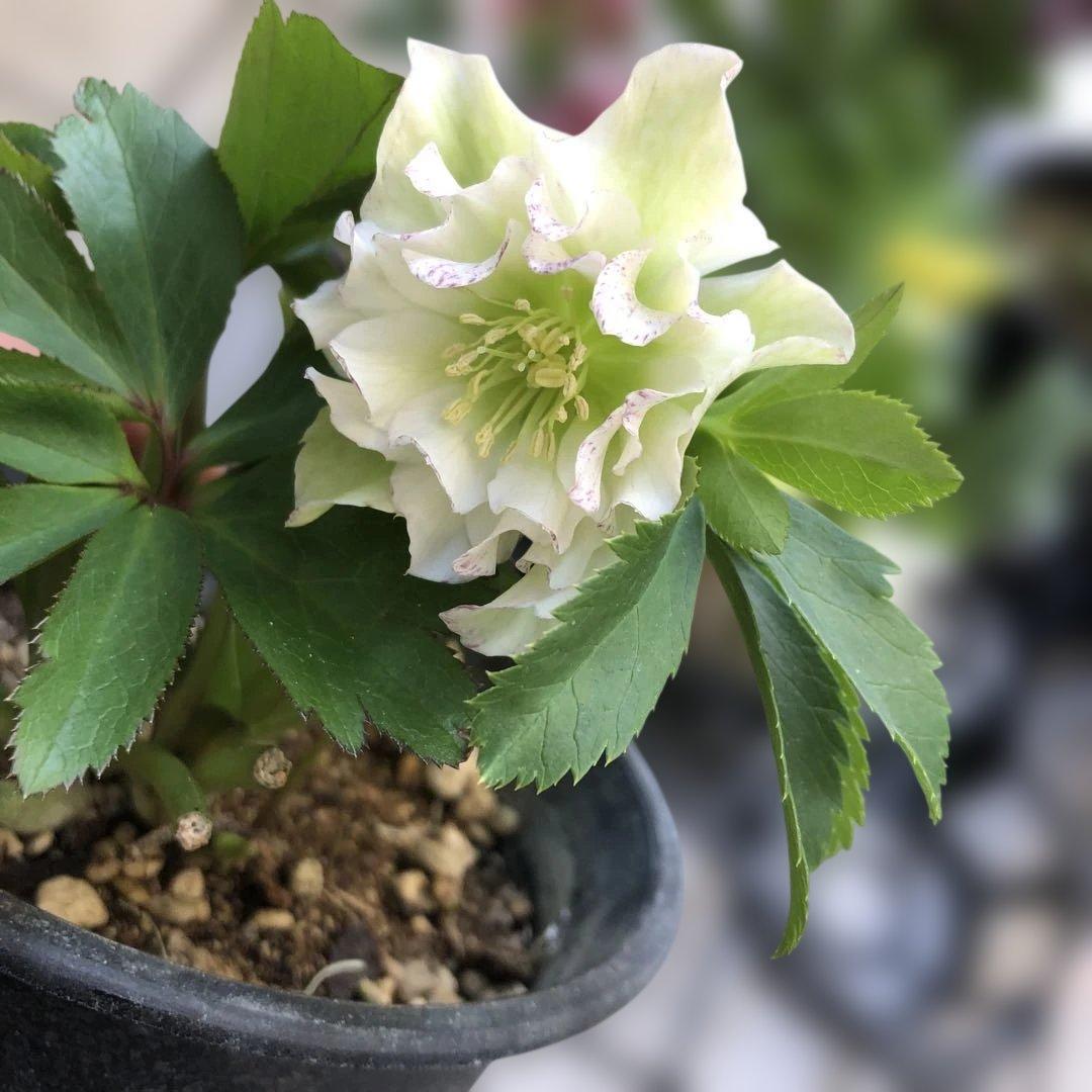 新春大特価 クリスマスローズ 八重 7種セット 豊園芸 花付き現品発送レア品種