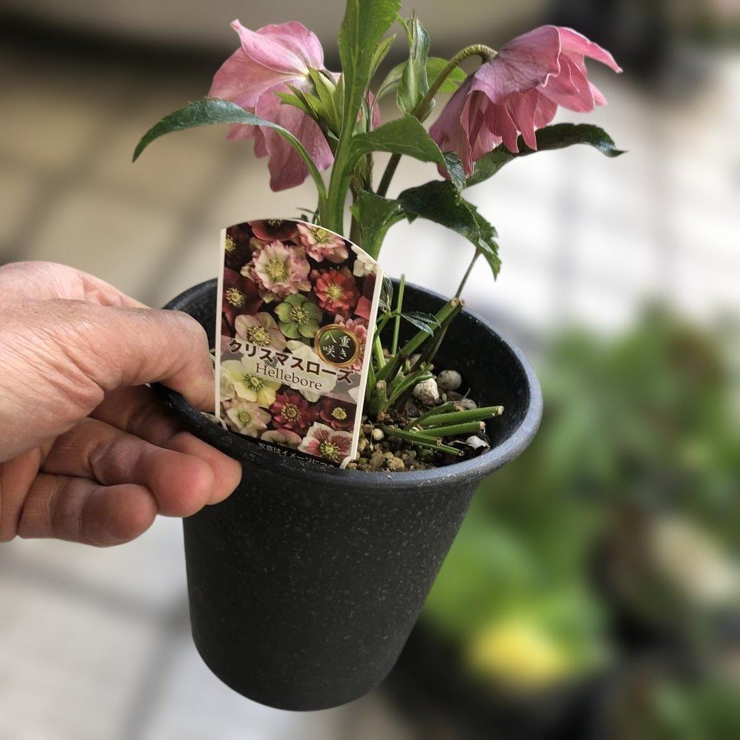 新春大特価 クリスマスローズ 八重 7種セット 豊園芸 花付き現品発送レア品種