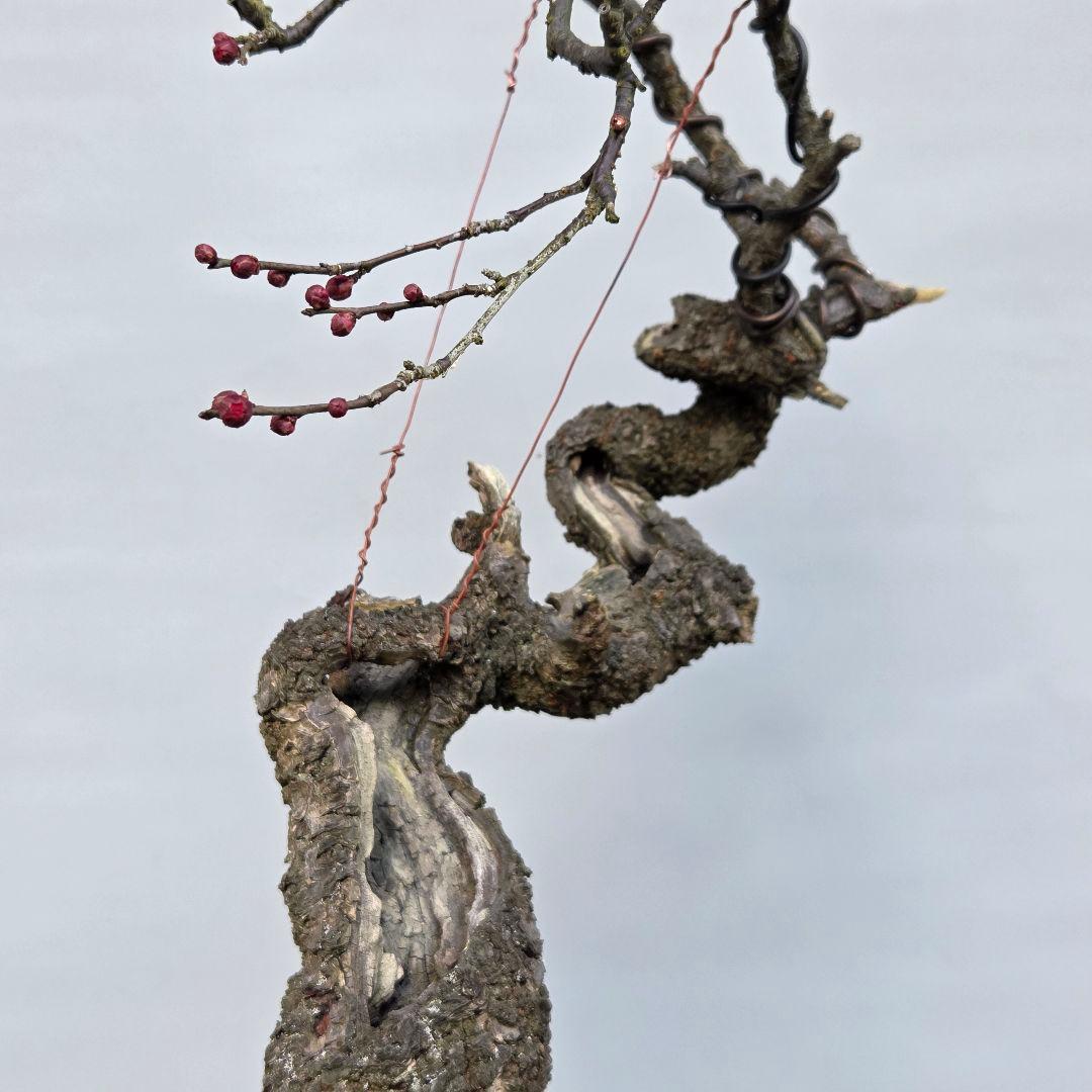 梅　(野梅系紅花八重咲き)[寒衣]　大品盆栽