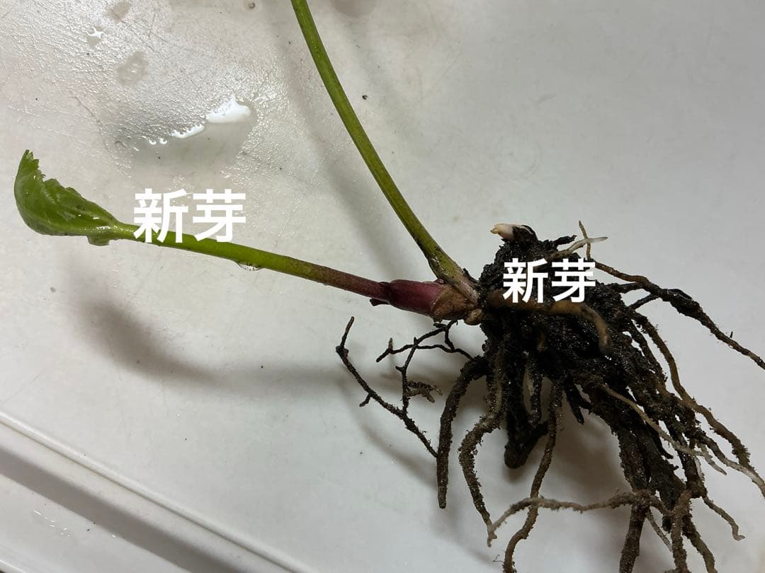 クリスマスローズ　パープル系