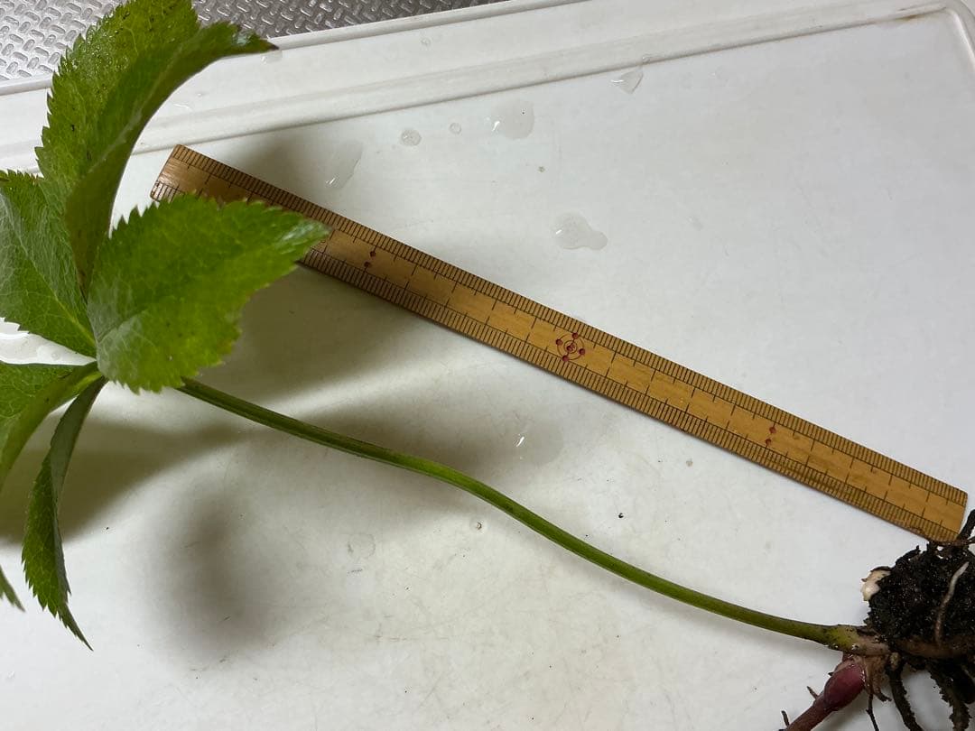 クリスマスローズ　パープル系