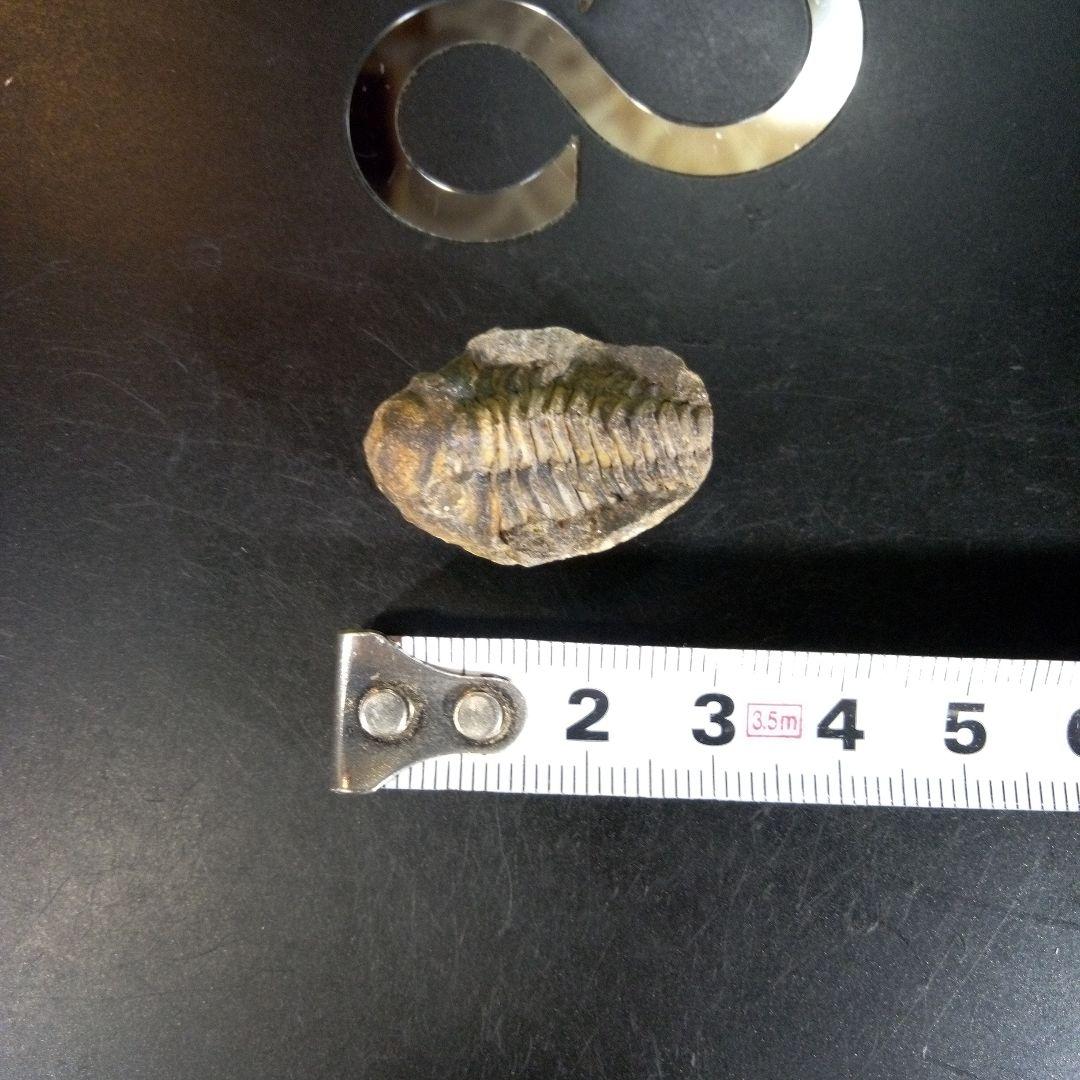 三葉虫　化石　fossil　ボリビア産　trilobite　海生動物個体⑥