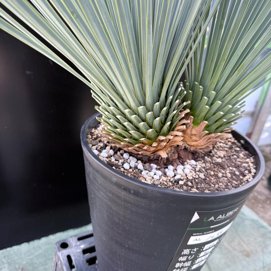 【AL1066】ユッカ　ロストラータ　ランチョブルー　数量限定販売