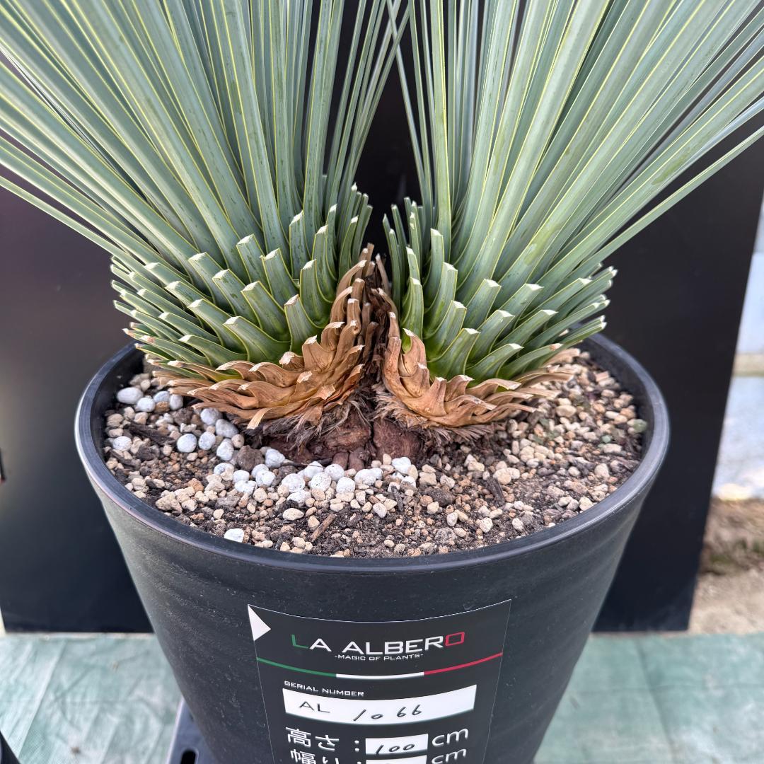 【AL1066】ユッカ　ロストラータ　ランチョブルー　数量限定販売