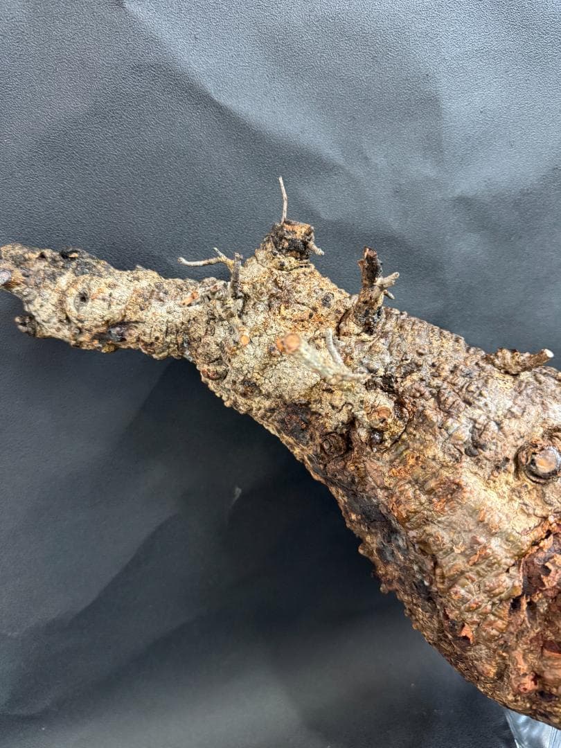 オペルクリカリアパキプス　ベアルート　扁平株