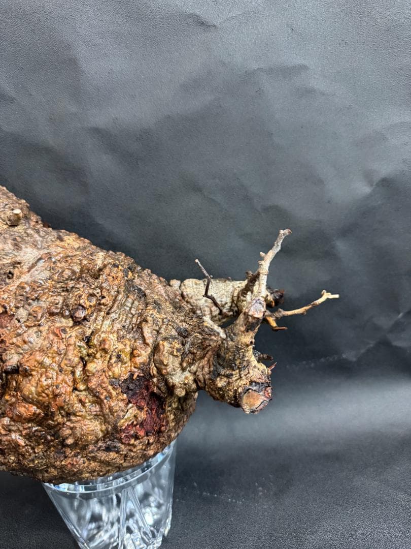 オペルクリカリアパキプス　ベアルート　扁平株