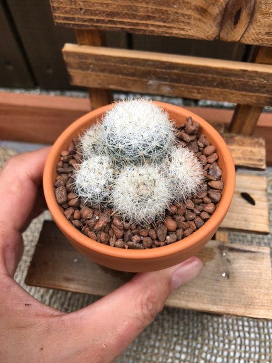 ご確認用です(^○^)