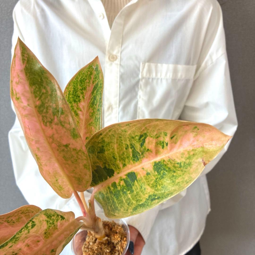 超希少❗️アグラオネマ　ピンクバナナ✨