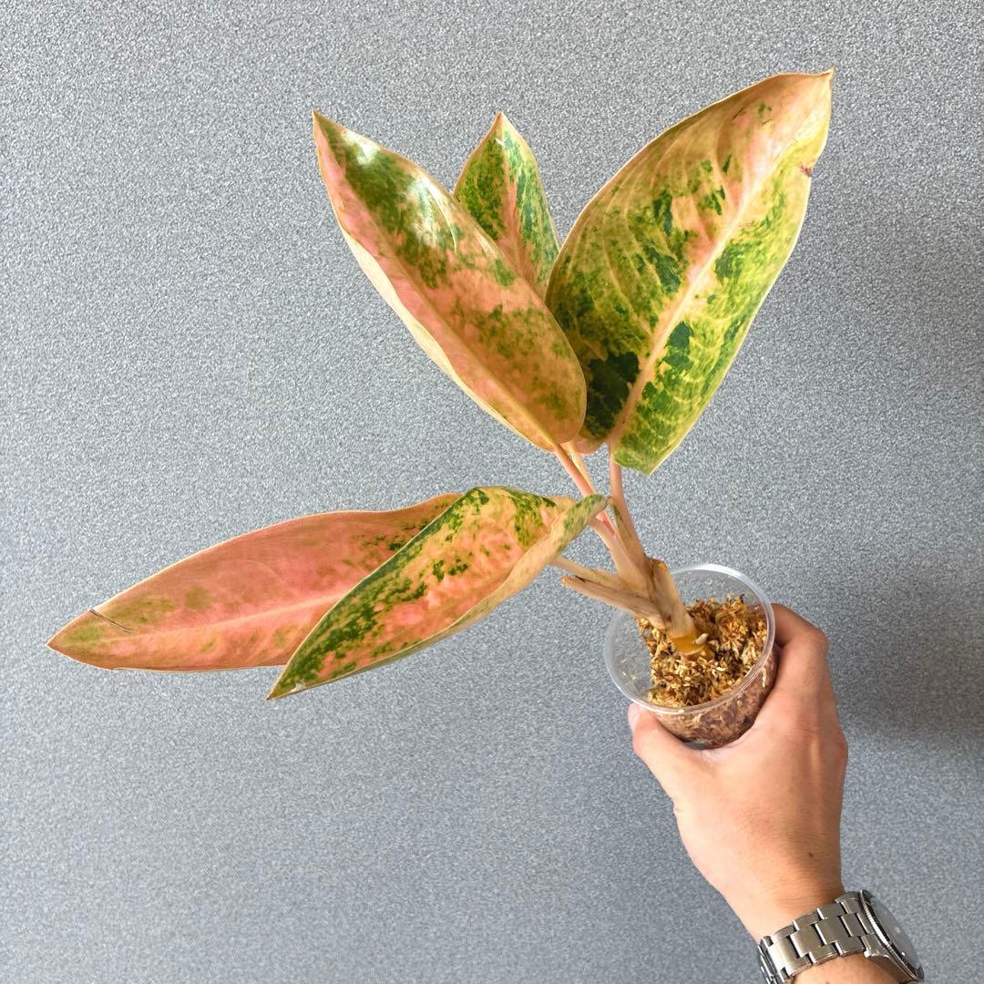 超希少❗️アグラオネマ　ピンクバナナ✨