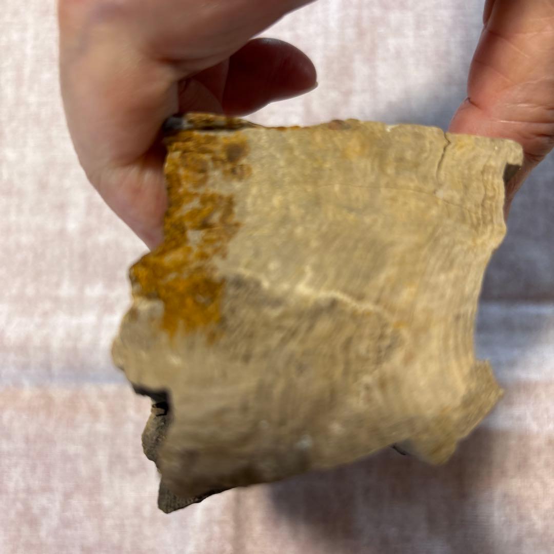 珪化木(鑑賞の水石）