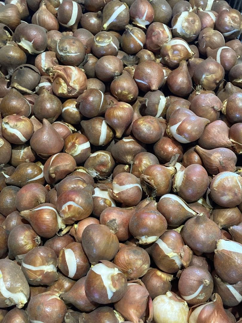 とわ　百合11種とチューリップ