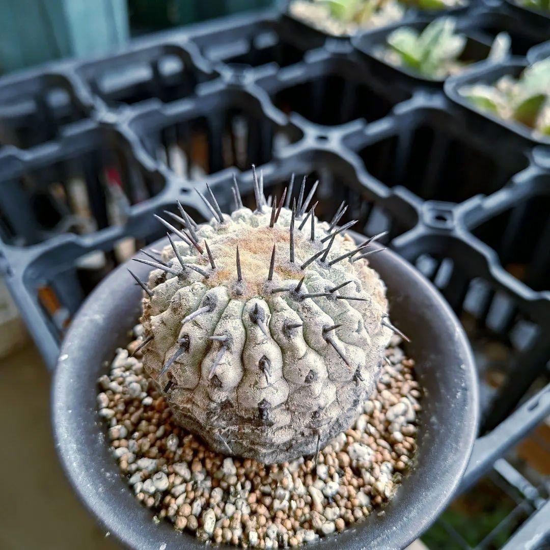 【限定一株】黒王丸 現地球 発根済み 青白 コピアポア シネレア