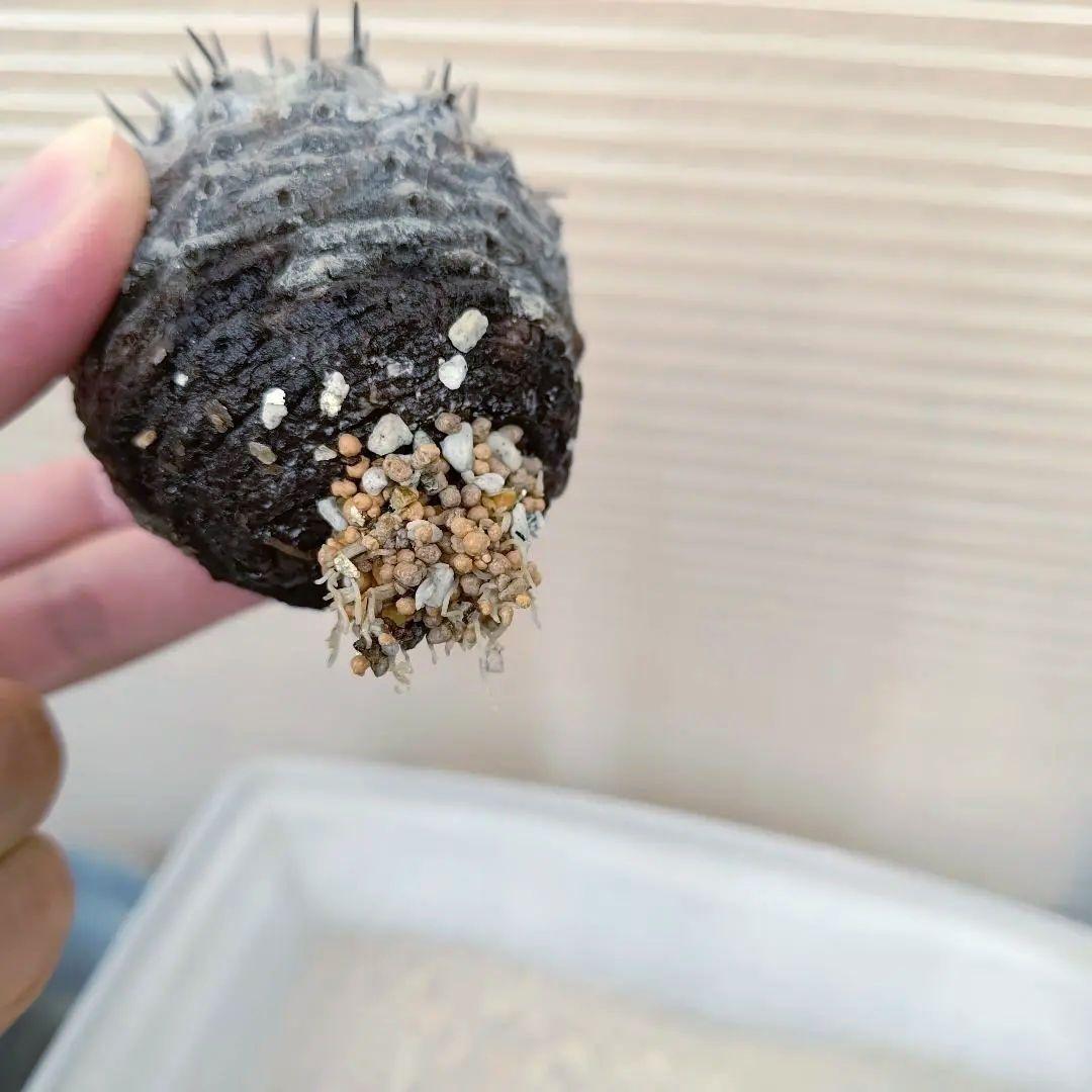 【限定一株】黒王丸 現地球 発根済み 青白 コピアポア シネレア