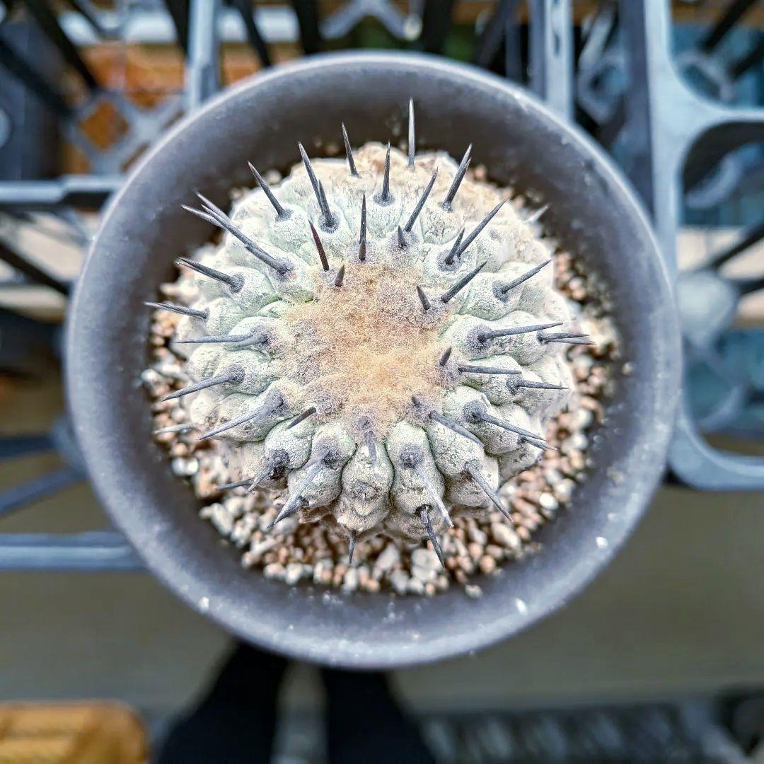 【限定一株】黒王丸 現地球 発根済み 青白 コピアポア シネレア