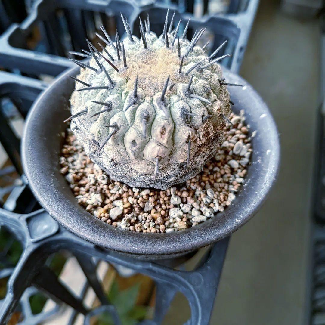 【限定一株】黒王丸 現地球 発根済み 青白 コピアポア シネレア