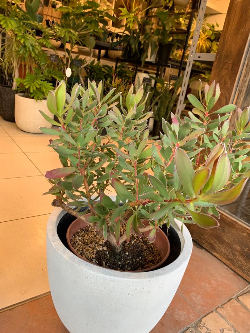 リューカデンドロン　サマーサン　ファイバー鉢