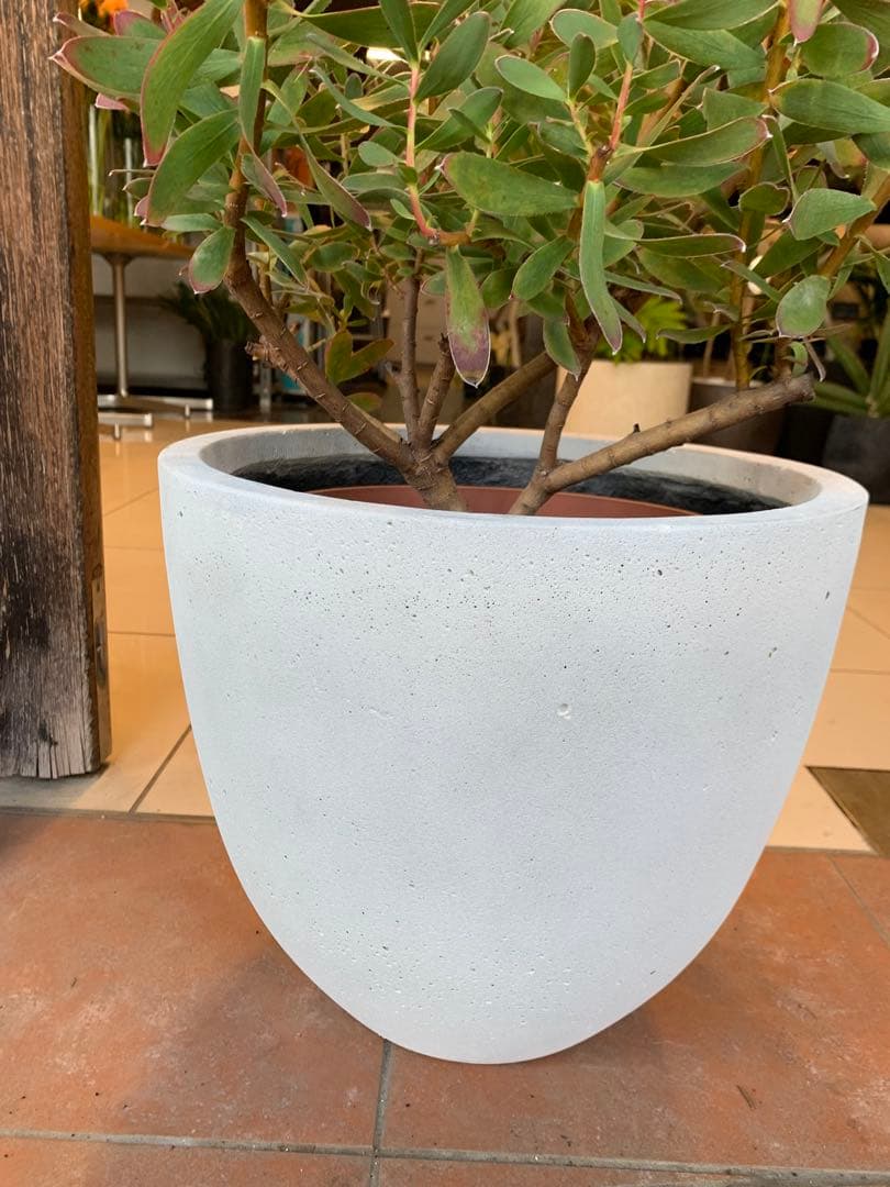 リューカデンドロン　サマーサン　ファイバー鉢