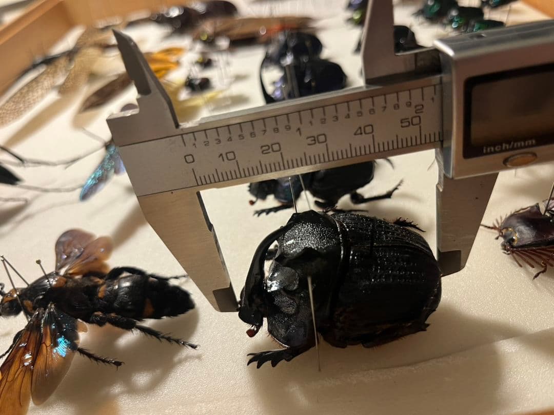 【54mm♂】エンシフェールオオニジダイコクコガネ エンシフェル昆虫標本糞虫甲虫