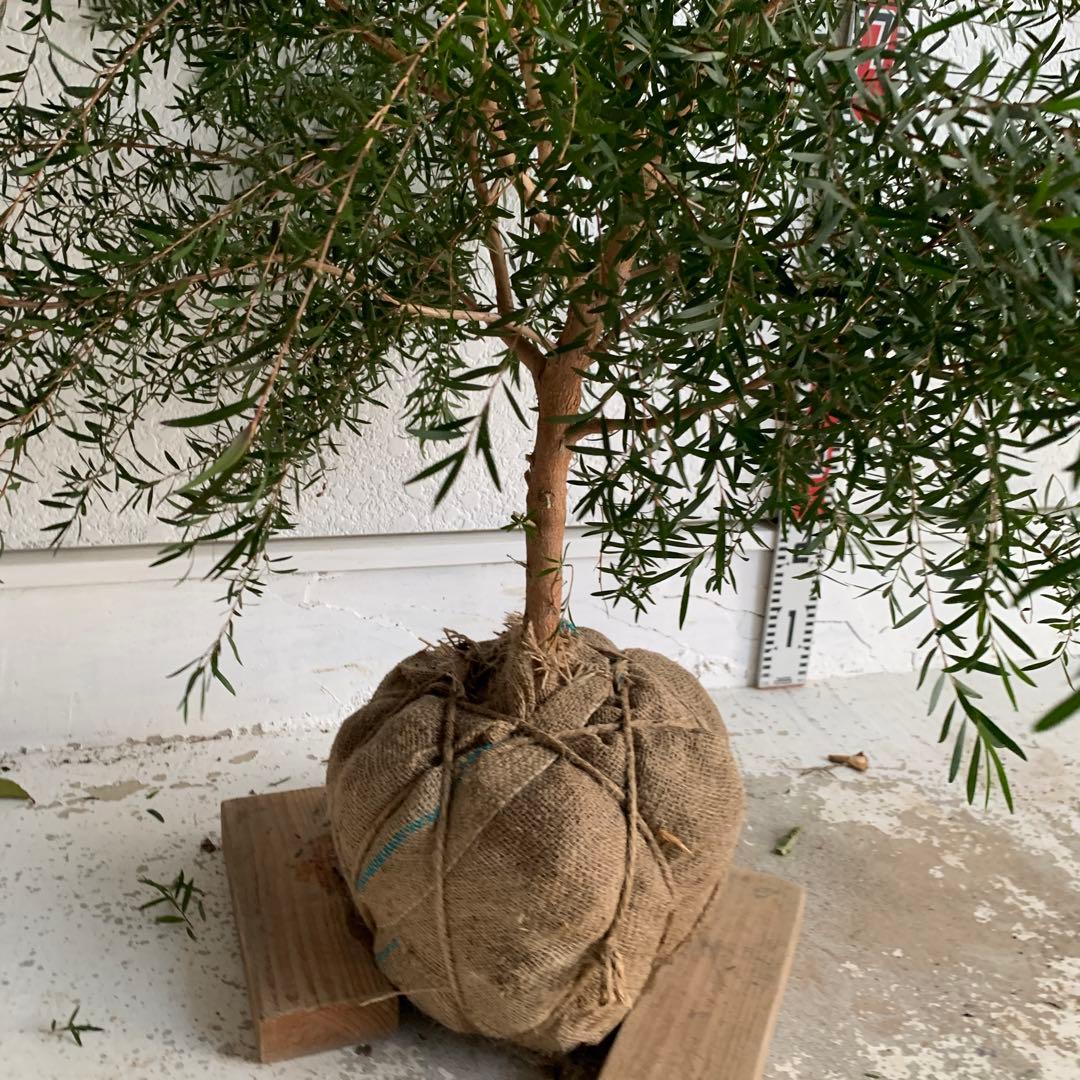 メラレウカ　カッパーグロー　ティーツリー　ブラック　紅葉　銅葉　47