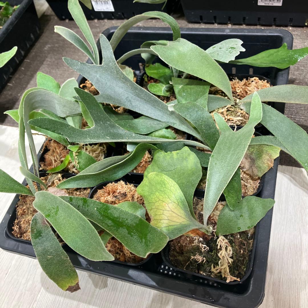 ウ*ロ様 福袋　ビカクシダ　9株