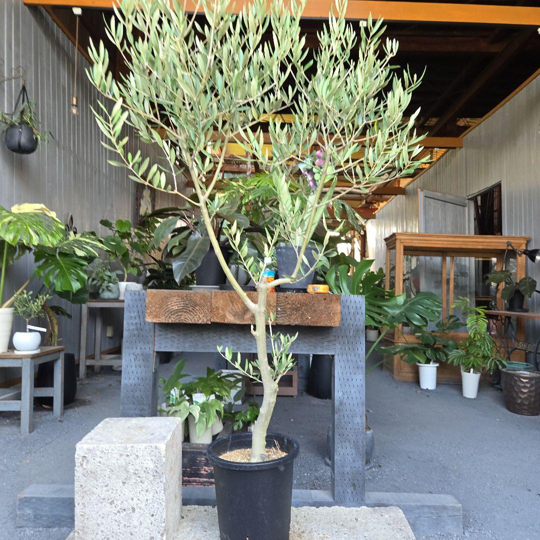 bobio⑮オリーブの木souju『ピクアル』⑨『ミッション8号2苗セット