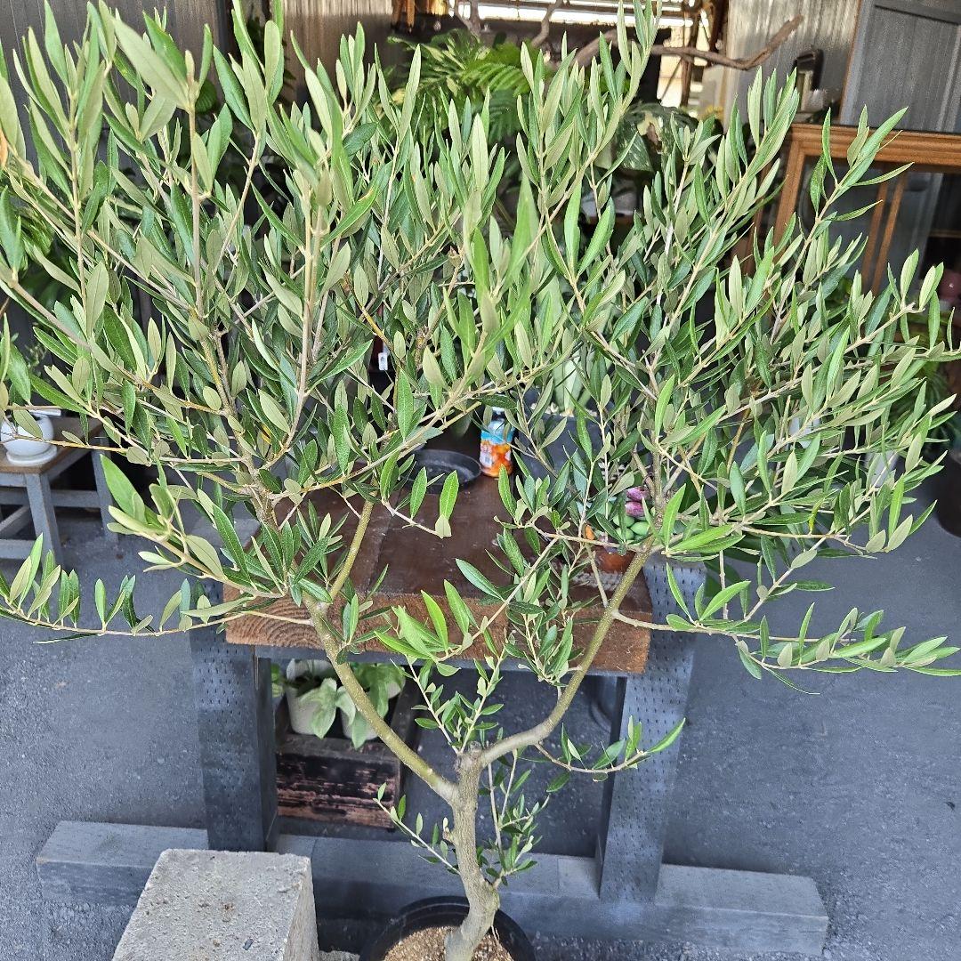 bobio⑮オリーブの木souju『ピクアル』⑨『ミッション8号2苗セット