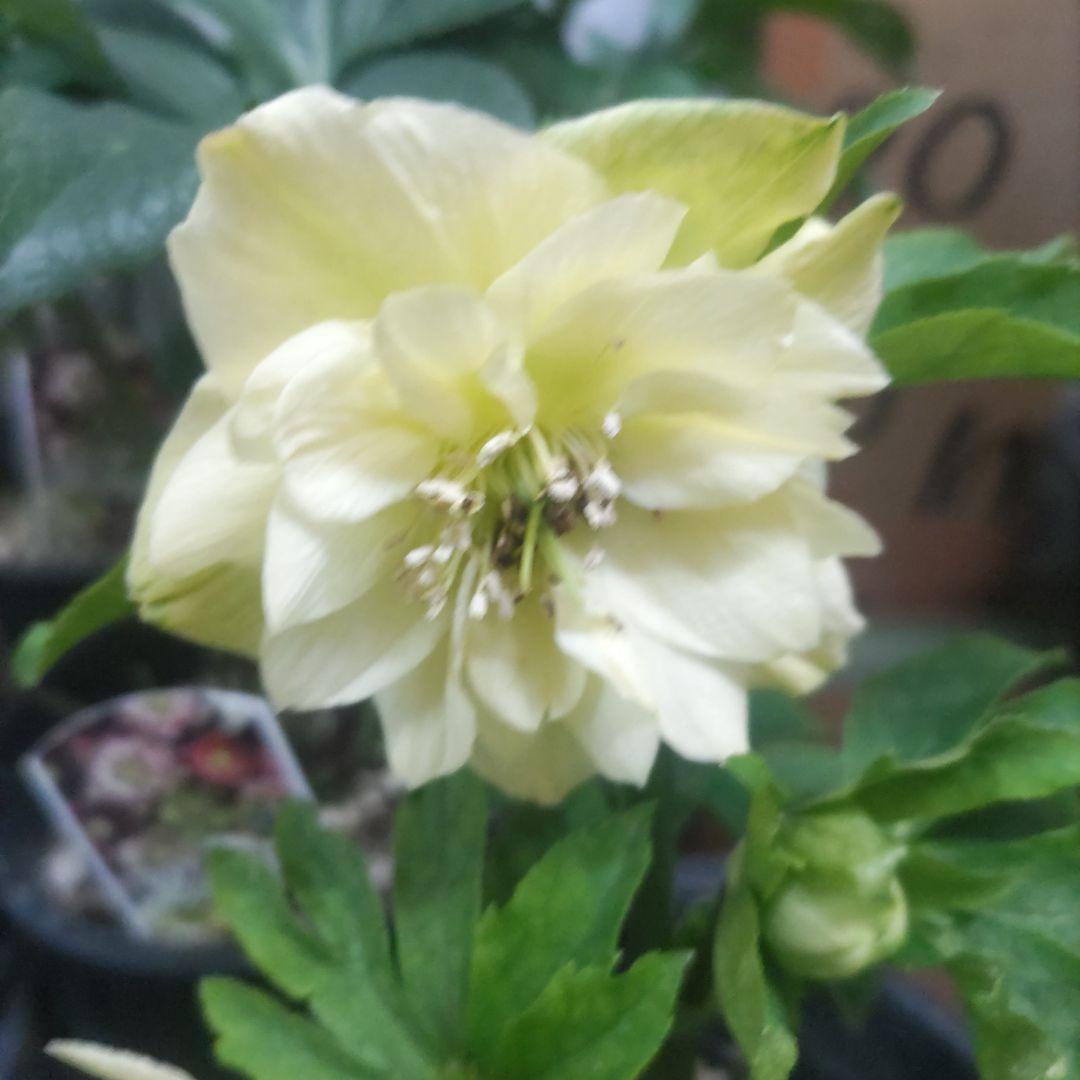 １０日入荷分⭐️クリスマスローズダブル咲き⭐️7鉢セット