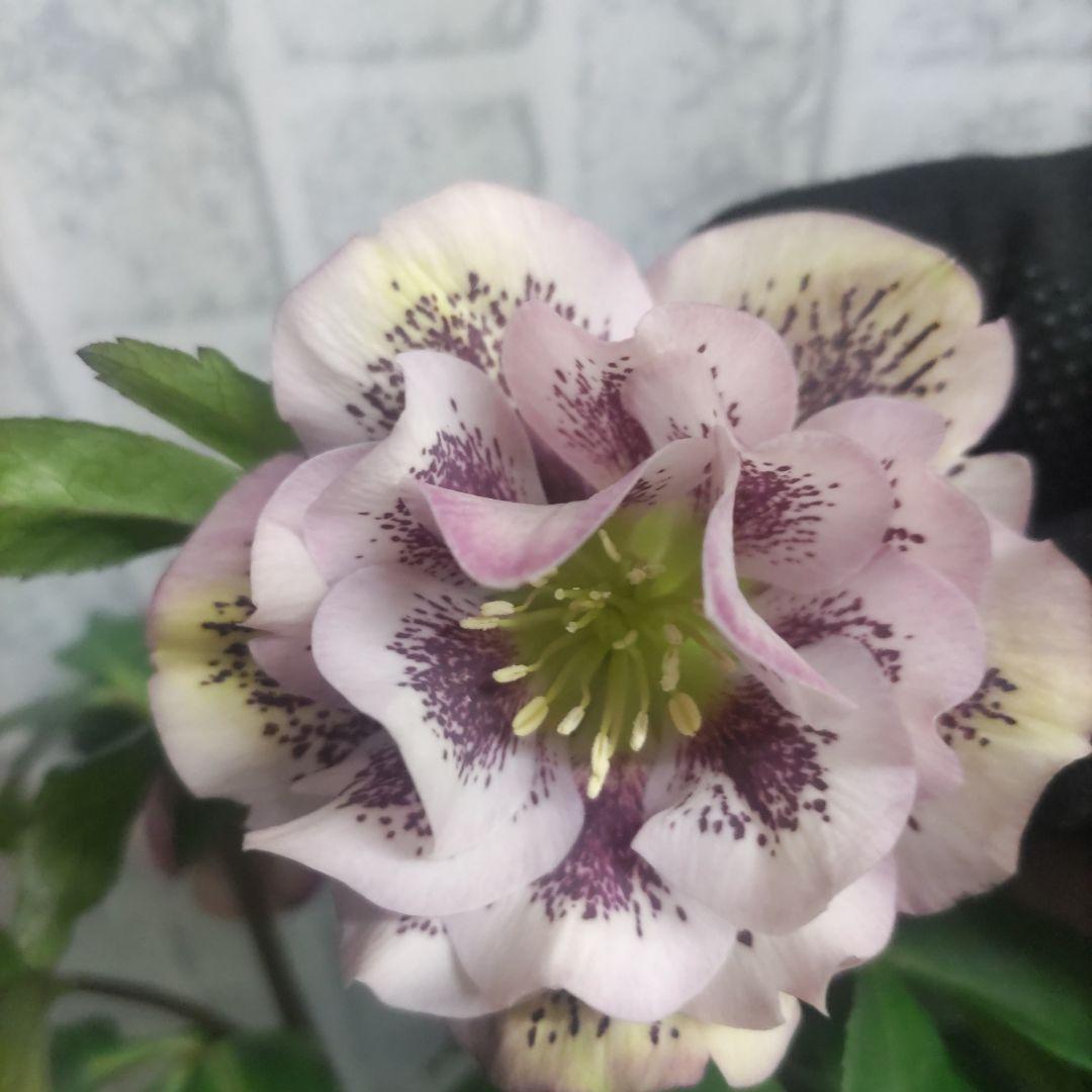 １０日入荷分⭐️クリスマスローズダブル咲き⭐️7鉢セット