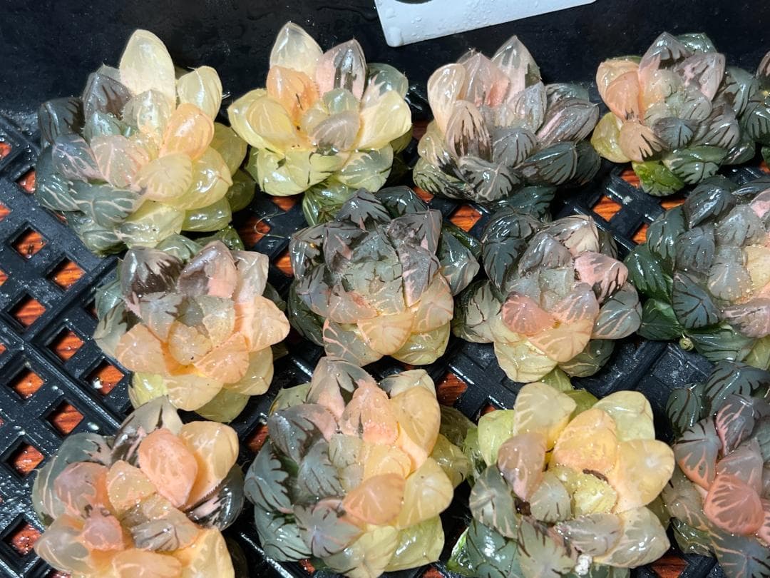 は*し様 6多肉植物 ハオルチア　オブツーサ錦 水中月錦 糊斑 鮮明錦 25株セ