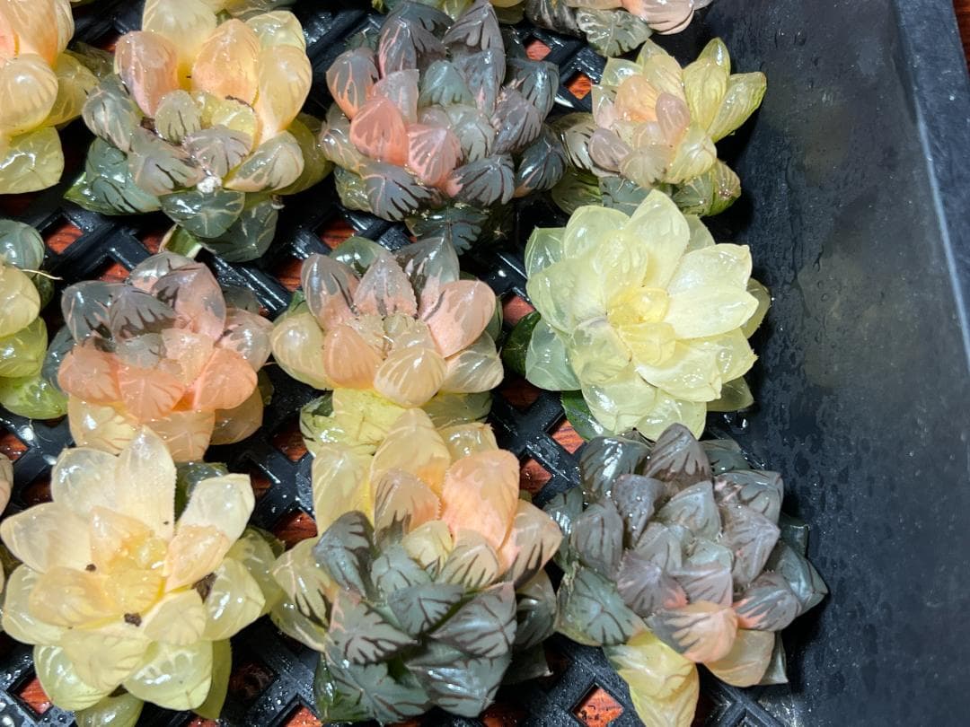 は*し様 6多肉植物 ハオルチア　オブツーサ錦 水中月錦 糊斑 鮮明錦 25株セ