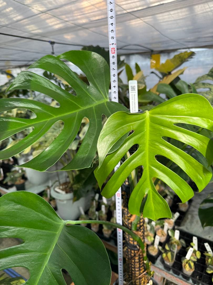 SR1 モンステラ　デリシオーサ　シエラナ　鉢モスポール付き　オリジナルカット株