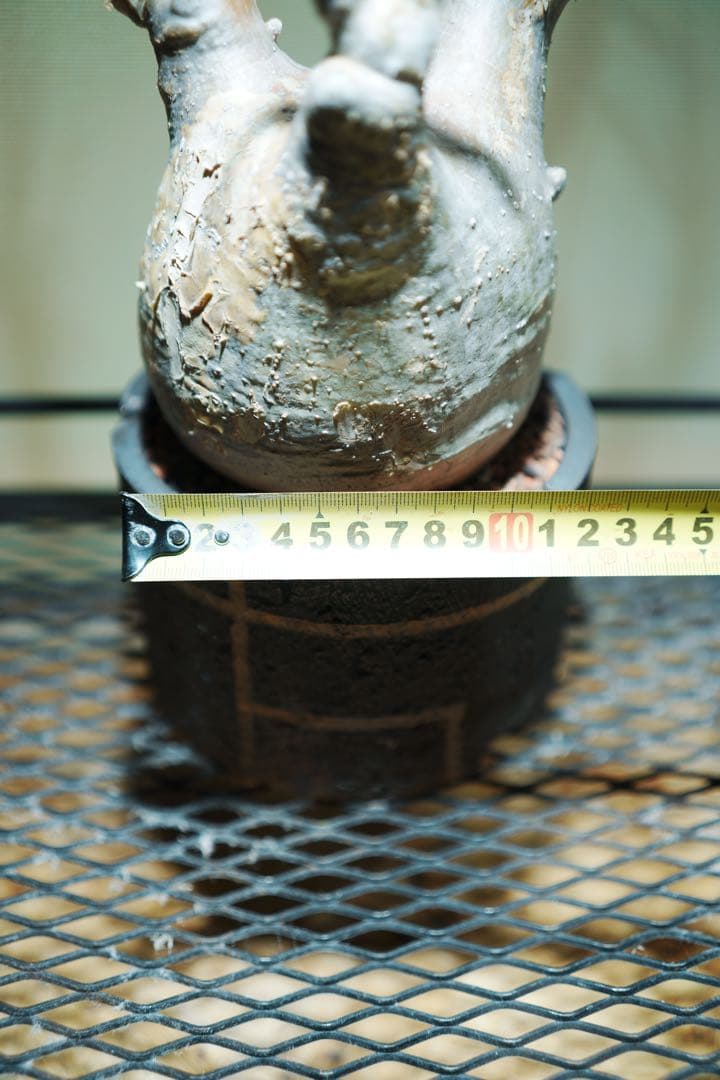 グラキリス 塊根植物