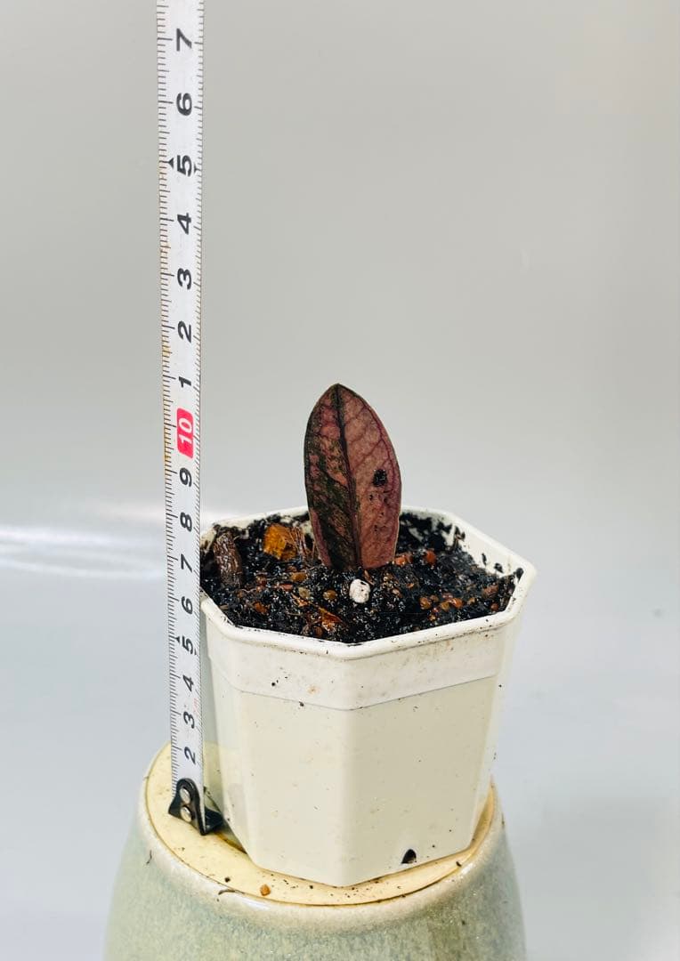 ザミオクルカス ブラック ピンクバリエガータ斑入りZZ plant 14