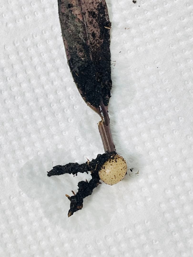 ザミオクルカス ブラック ピンクバリエガータ斑入りZZ plant 14