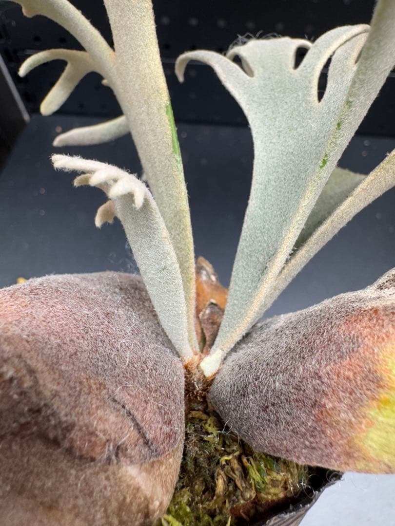 【平凡之鹿】ビカクシダ YMDS Totoro HHRナーセリータグ付け#070