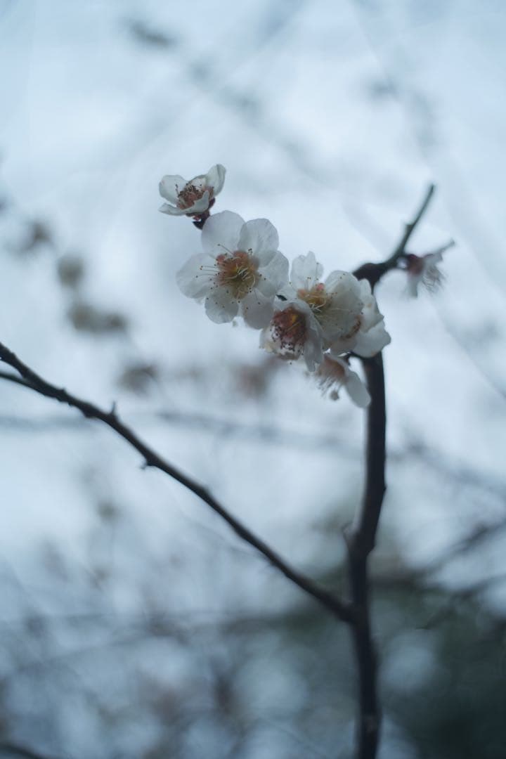 レンズ(単焦点) M42 Enna Macro-Ennalyt 35mm f2.8