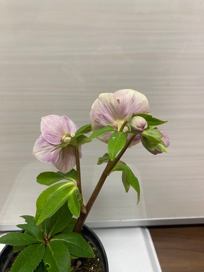 クリスマスローズソレイユ苗