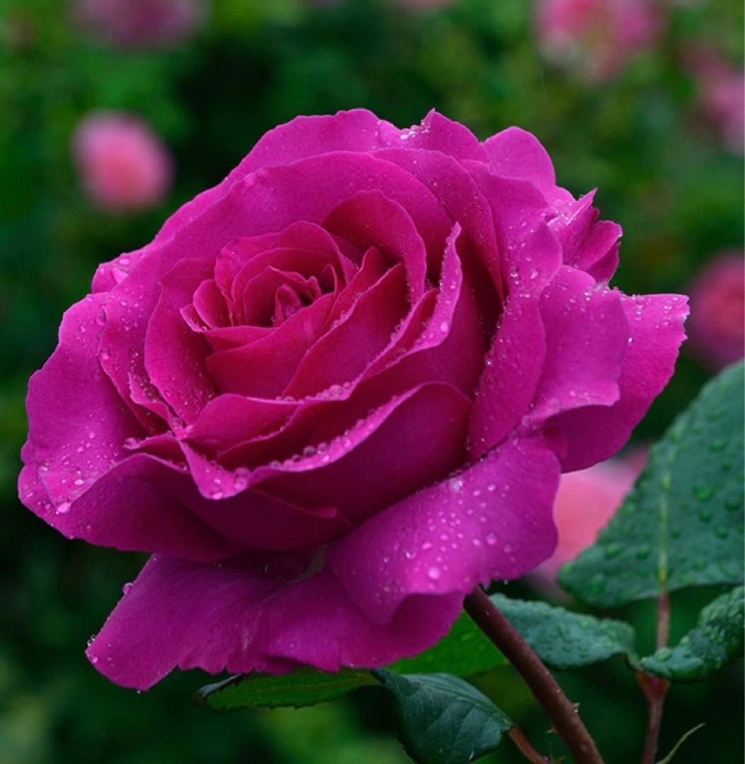 セール！数量、期間限定！お任せバラ挿し穂10種かく各1本