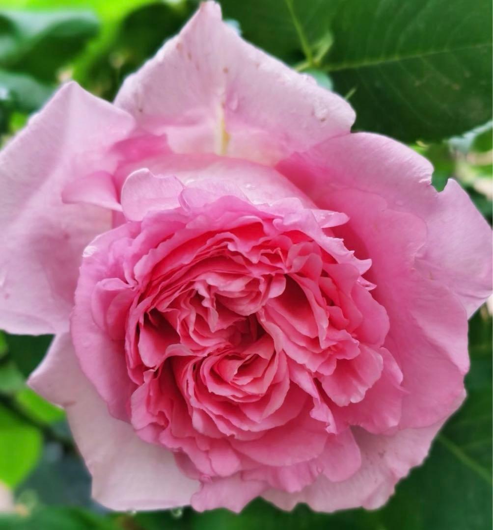 セール！数量、期間限定！お任せバラ挿し穂10種かく各1本