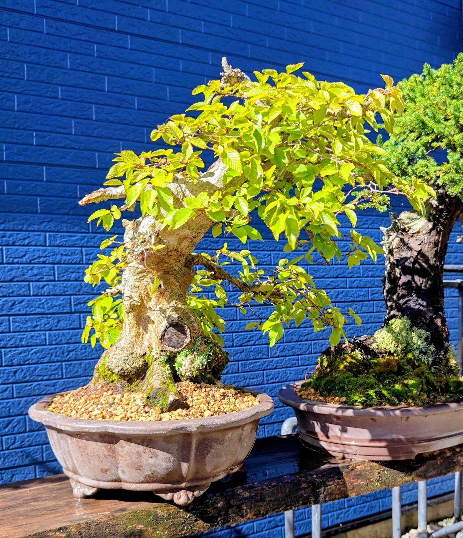 大品 イワシデ盆栽 極太(今週で取り下げセール)