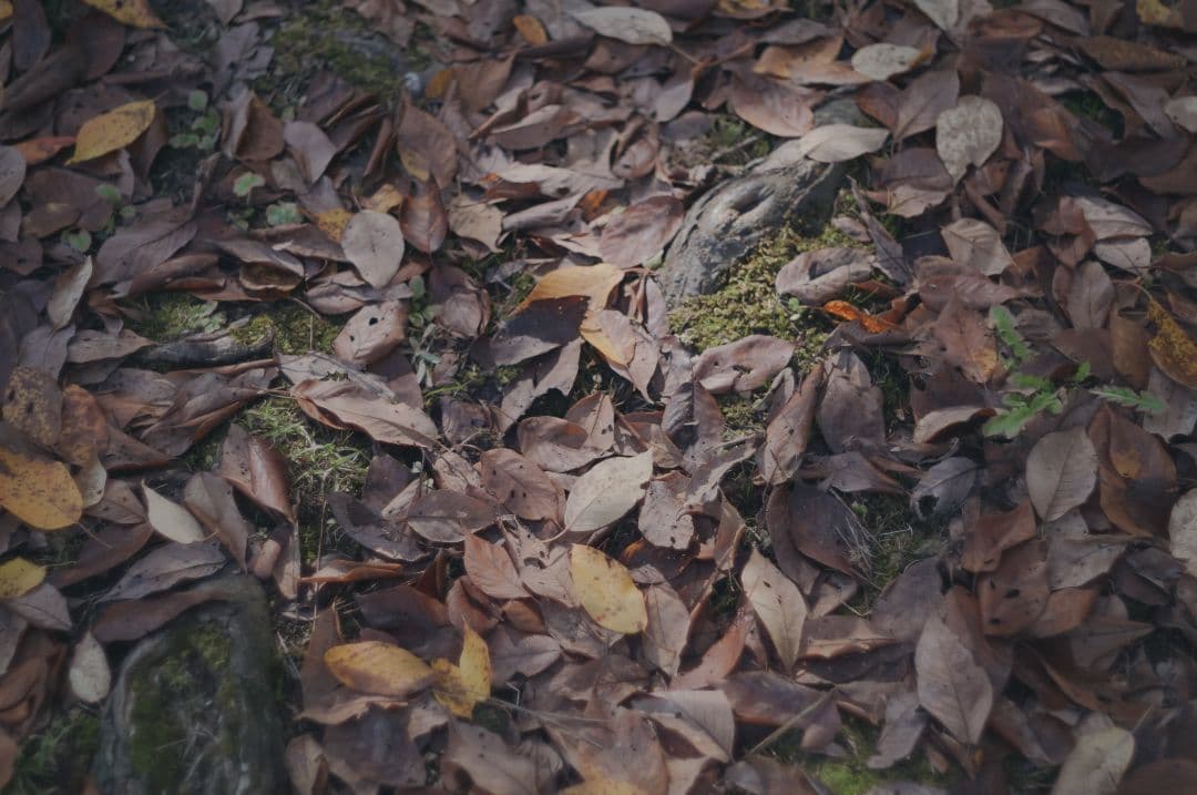 super takumar 3種 + マウントアダプター2種