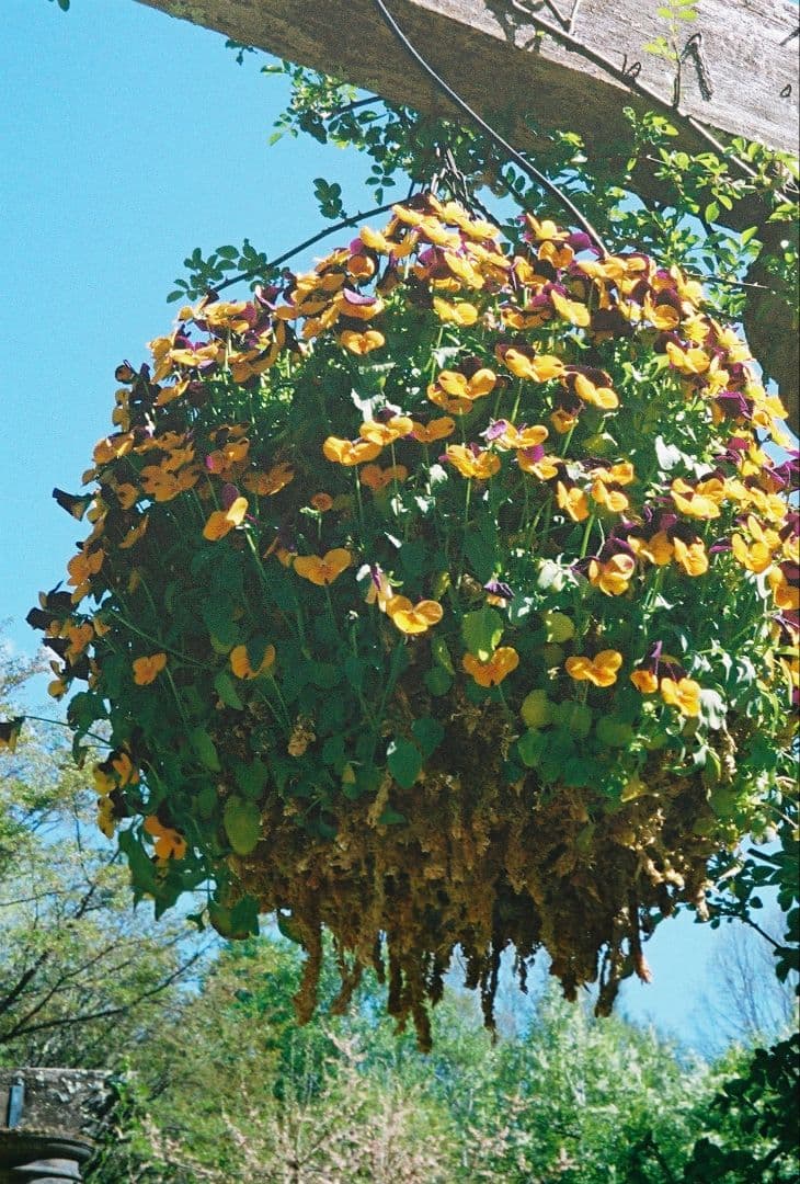 ☆美品・作例有☆ Canon demi EE17 露出計動作品