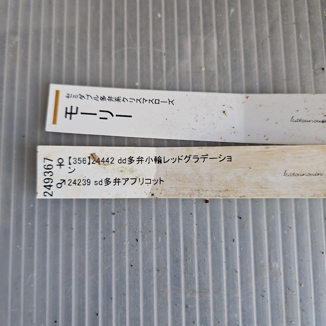 ㉖-516クリスマスローズ