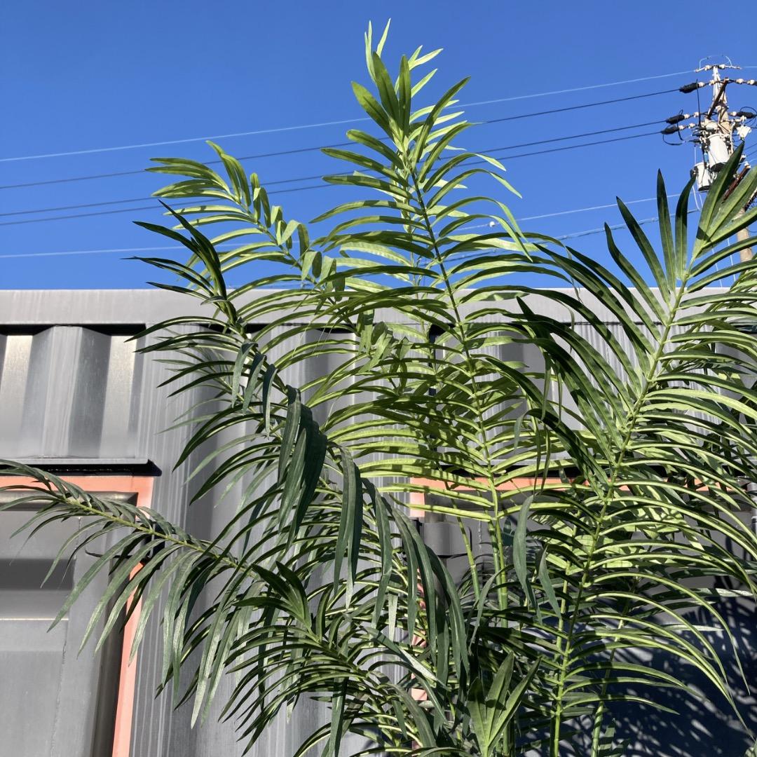 【お値下げOK】大型フェイクグリーン 光触媒人工植物 光の楽園 高さ約270cm