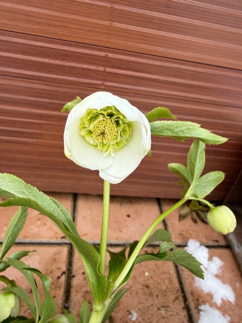 【未株分】クリスマスローズ 若泉ファーム 白セミダブル