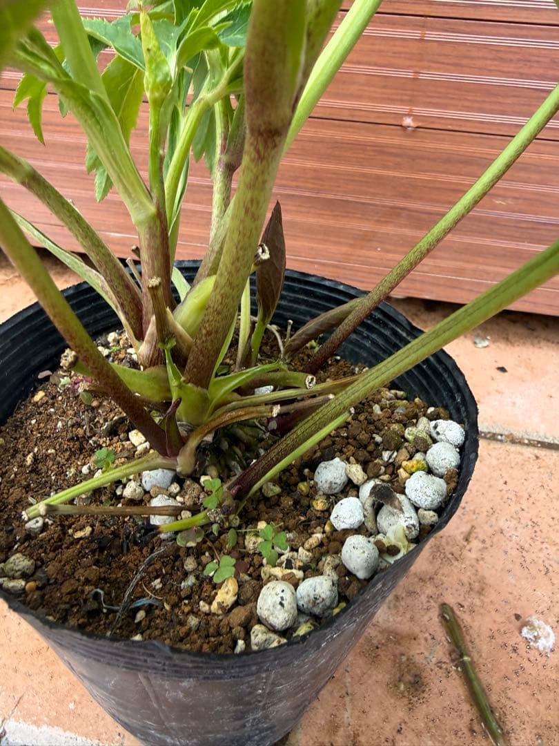 【未株分】クリスマスローズ 若泉ファーム 白セミダブル