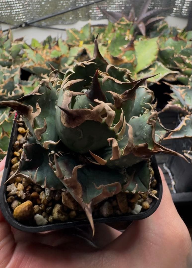 アガベ オテロイ実生 オアハカ 選抜株 (検 清櫻 皇冠 セオクラ チタノタ